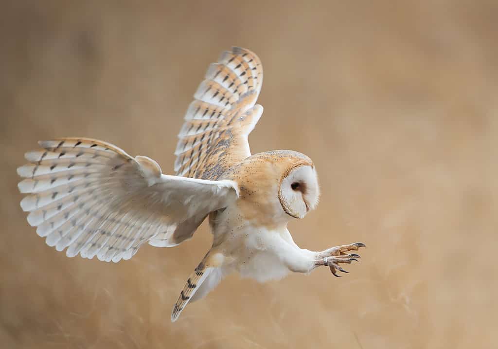 Discover 11  Birds of Prey that Patrol the U.S. Skies