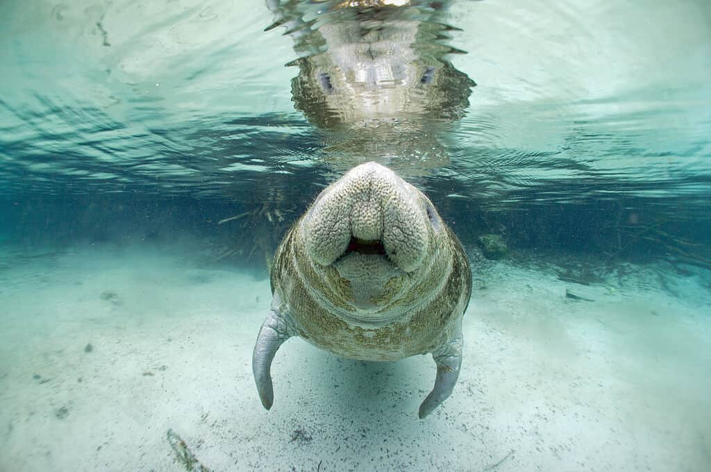 The Complete List of the 35 Animals With the Biggest Lips