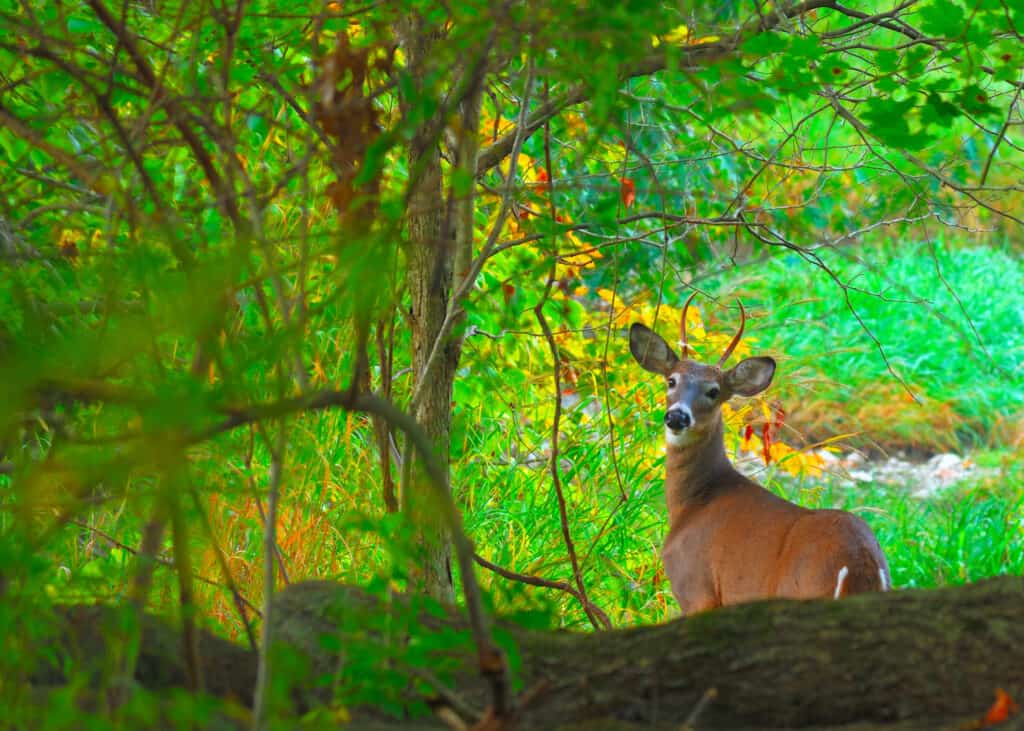 10 Reasons South Dakota Has the Best Deer Hunting in the U.S.