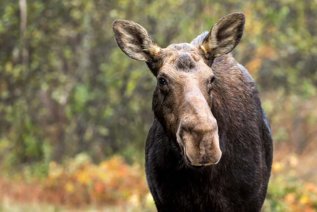 Can Female Moose Have Antlers? 5 Ways Moose Use Them