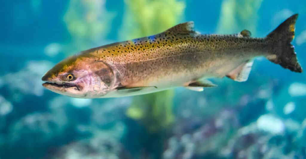 Sea Lions: Are They Eating All the Migrating Salmon?