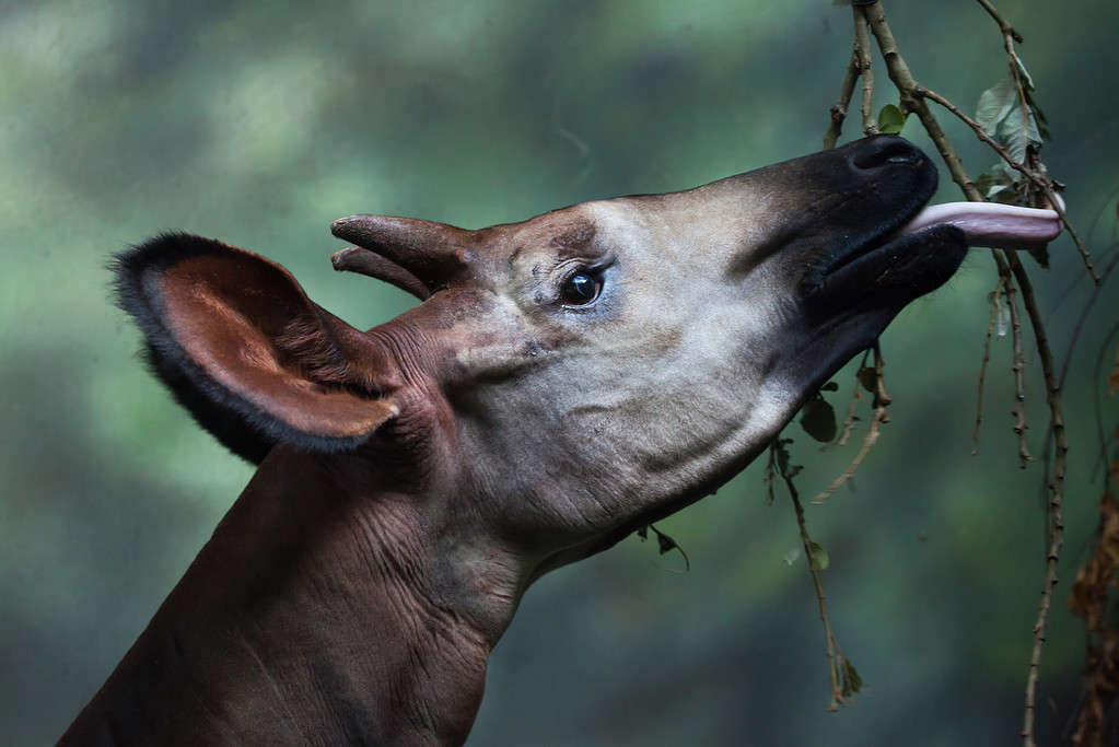 The Complete List of the 35 Animals With the Biggest Lips