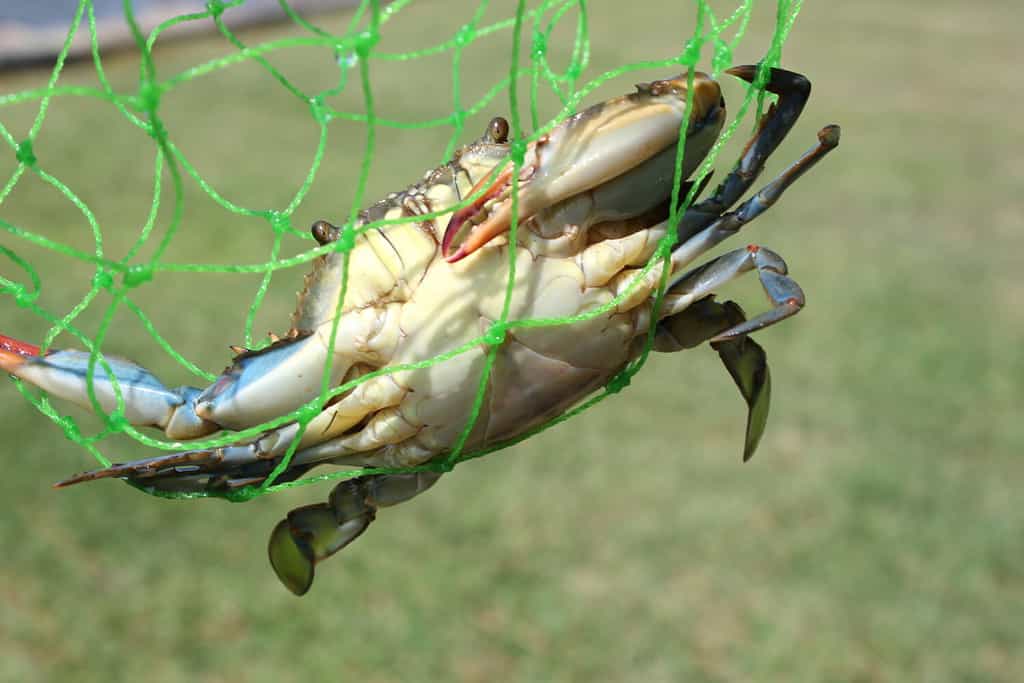 Maryland Crabbing Season: Timing, Bag Limits, and Other Important Rules