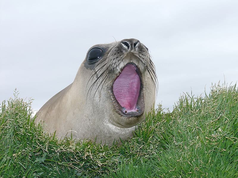 The Complete List of the 35 Animals With the Biggest Lips