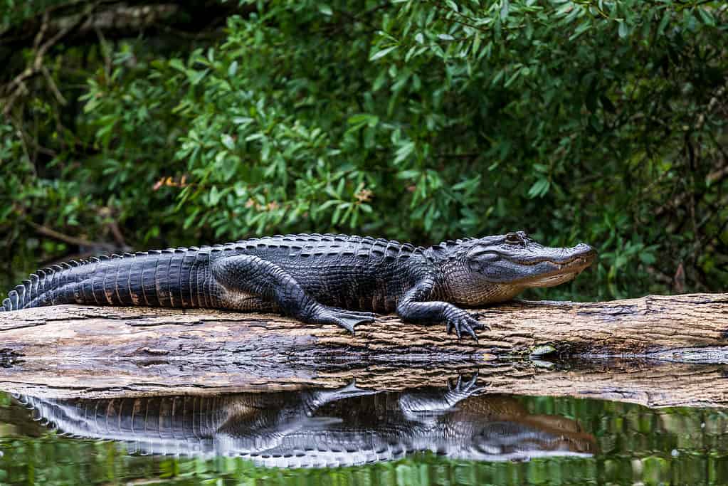 How Many Alligators Live in Caddo Lake in Texas?