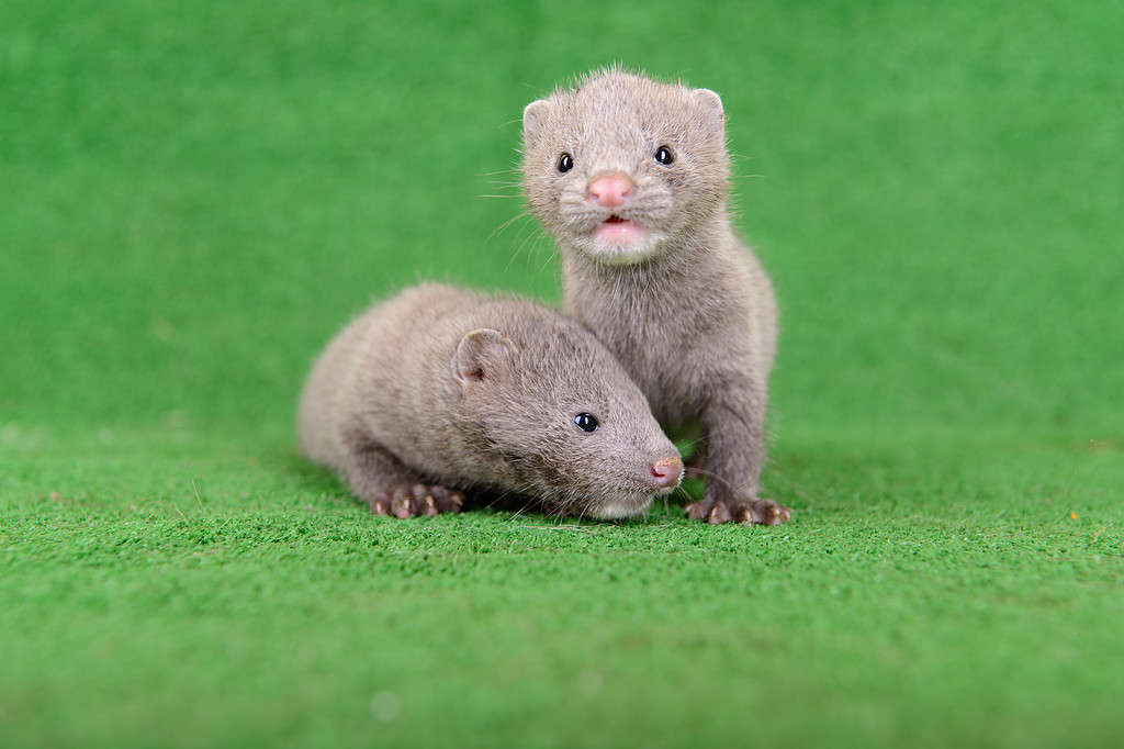 Baby Mink: 10 Adorable Pictures and 9 Incredible Facts