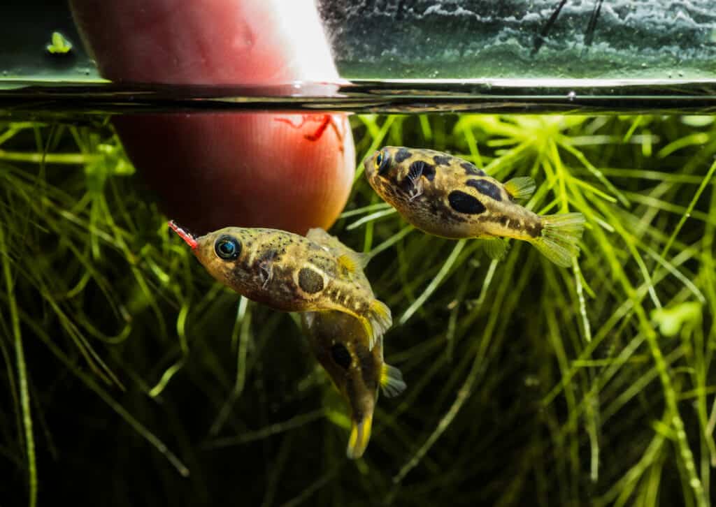 The 17 Best Tank Mates to Pair With Shrimp