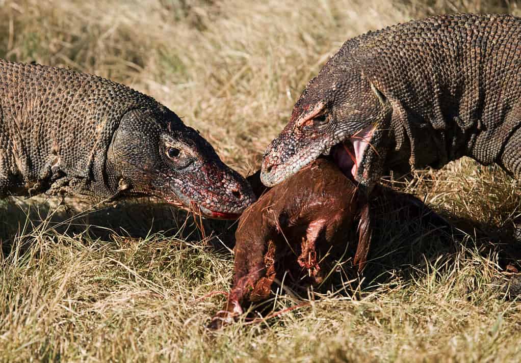 Watch a Komodo Dragon Turn Into a Modern-Day Dinosaur and Guzzle Down a Bird