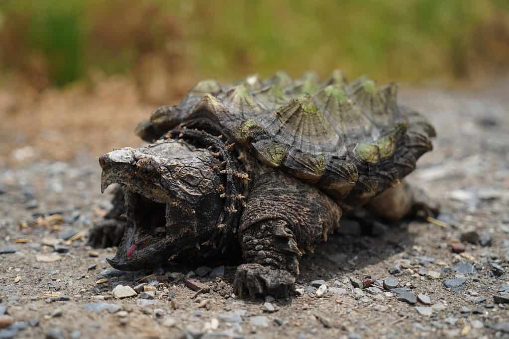 How Many Alligators Live in Caddo Lake in Texas?