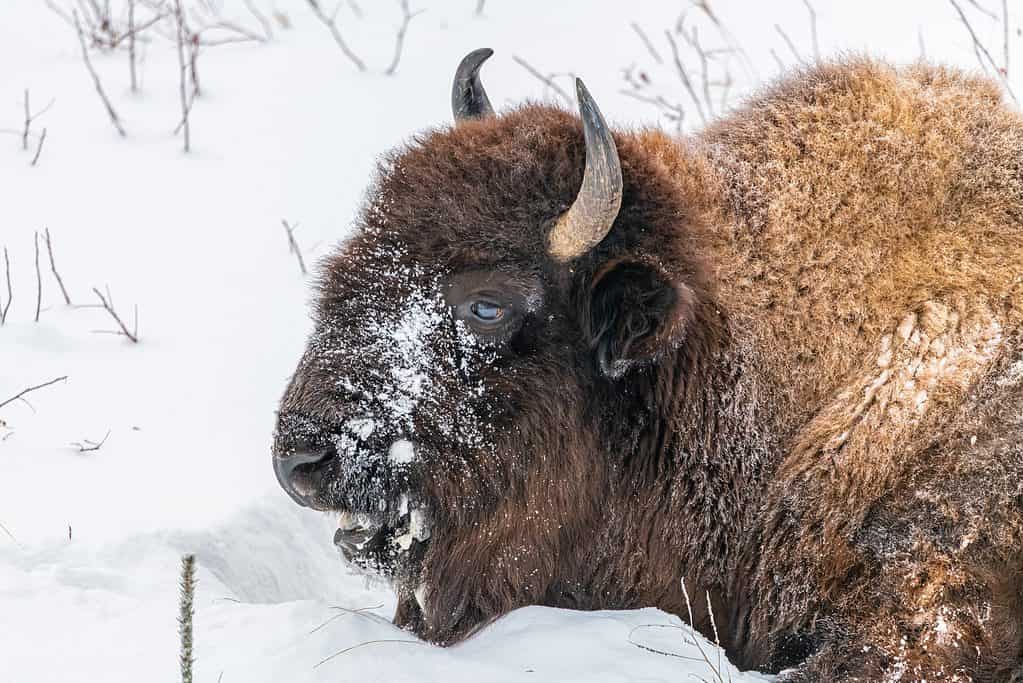 The Complete List of the 35 Animals With the Biggest Lips