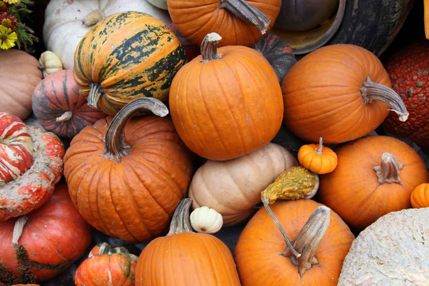 The Best 13 Pumpkin Patches in Southern California