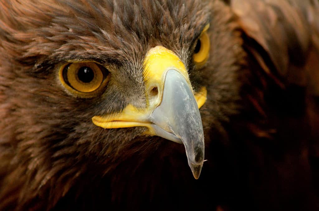 Discover 11  Birds of Prey that Patrol the U.S. Skies