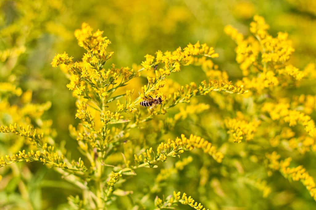 The 10 Most Colorful Fall-Blooming Flowers in Michigan