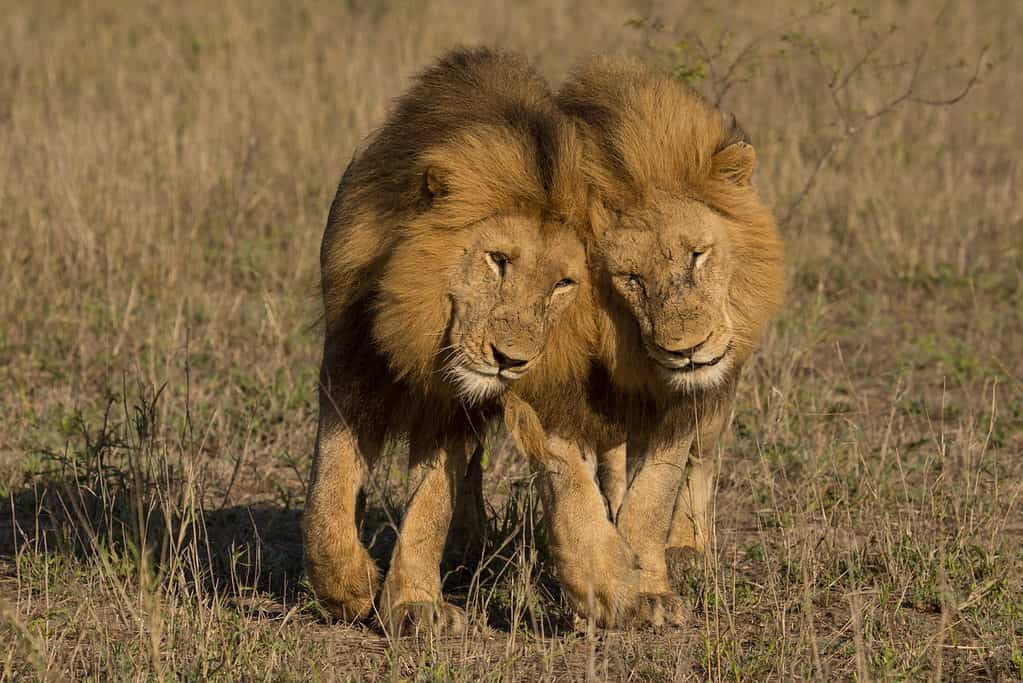 Tiny Lion Cub Tries Showing Affection to Its Father Who Begrudgingly Allows It