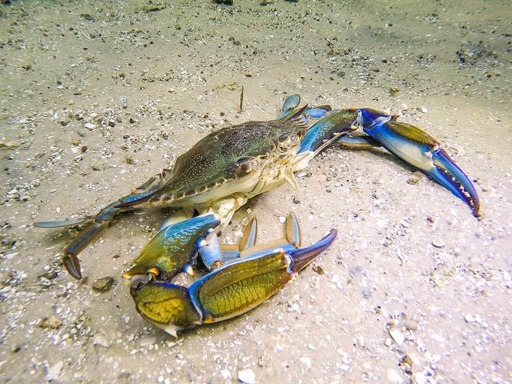 Maryland Crabbing Season: Timing, Bag Limits, and Other Important Rules