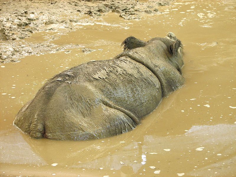 Rhino Lifespan: How Long Do These Huge Creatures Live?