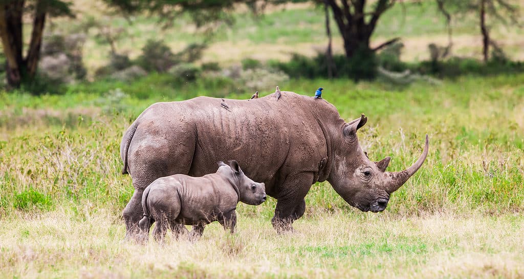 Rhino Lifespan: How Long Do These Huge Creatures Live?