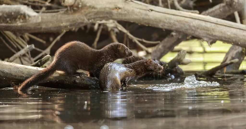 Baby Mink: 10 Adorable Pictures and 9 Incredible Facts