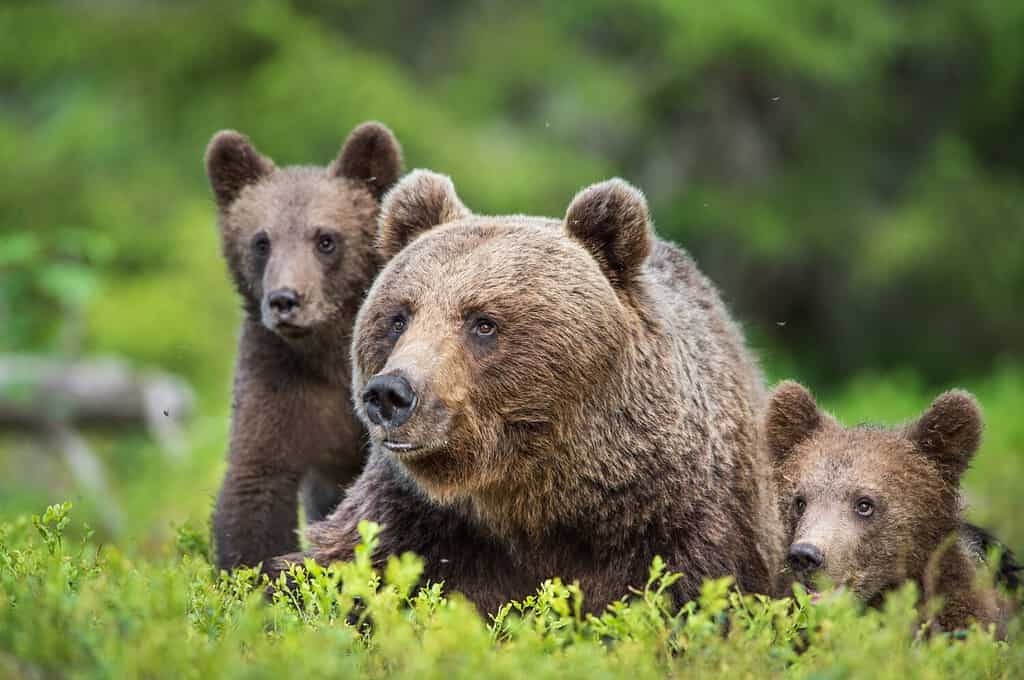 Ring Camera Catches a Bear Helping Itself Into a Country Home