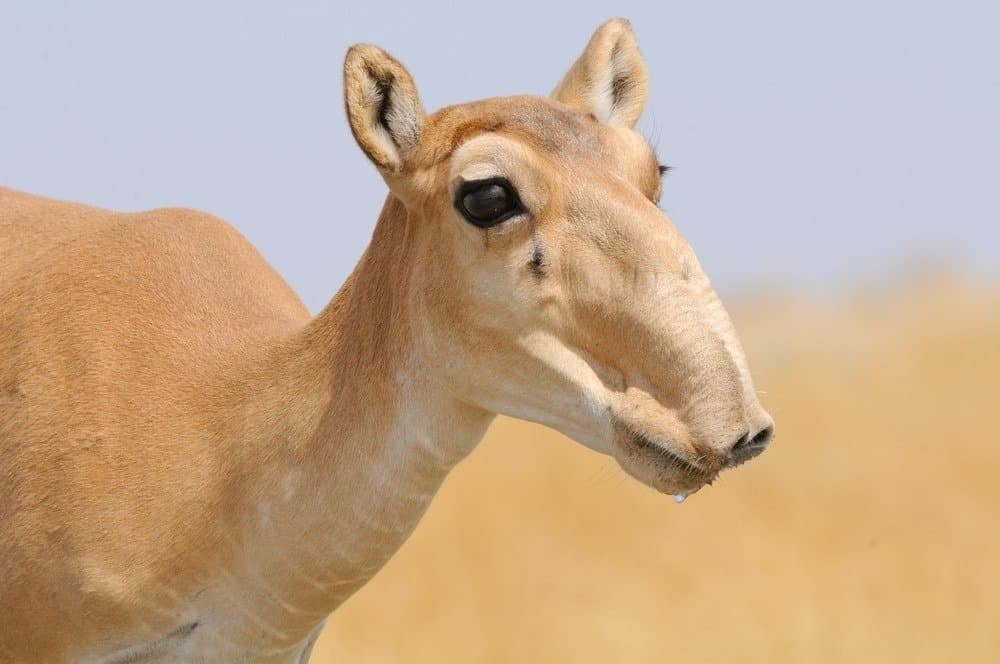 The Complete List of the 35 Animals With the Biggest Lips