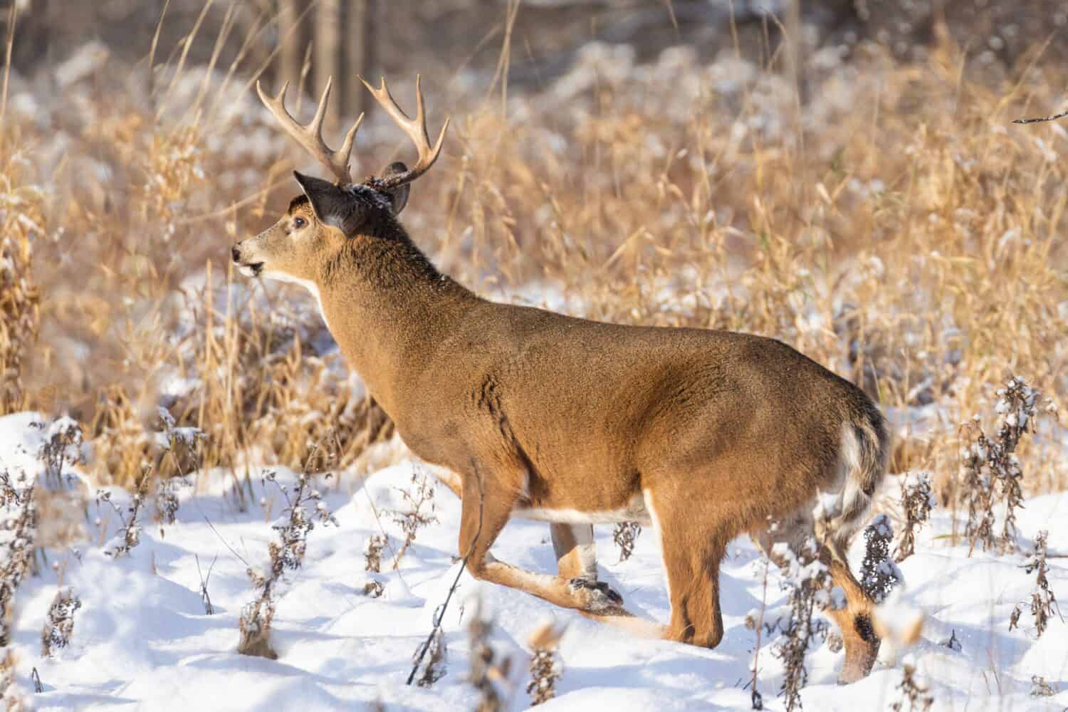 10 Reasons South Dakota Has the Best Deer Hunting in the U.S.