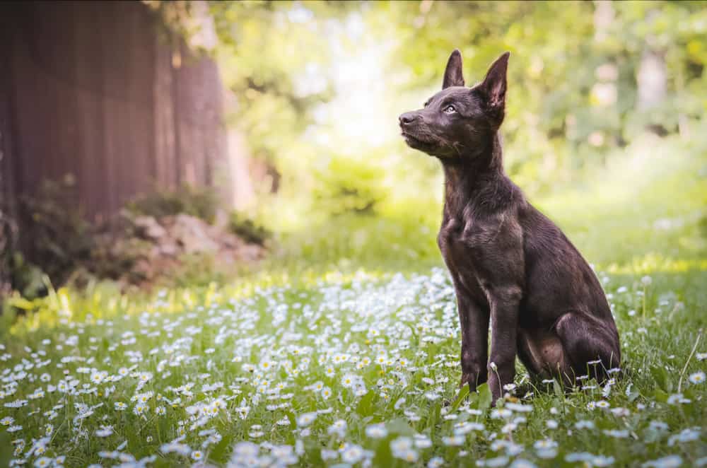 10 Dogs That Look Like Cats (Will Make You Look Twice)