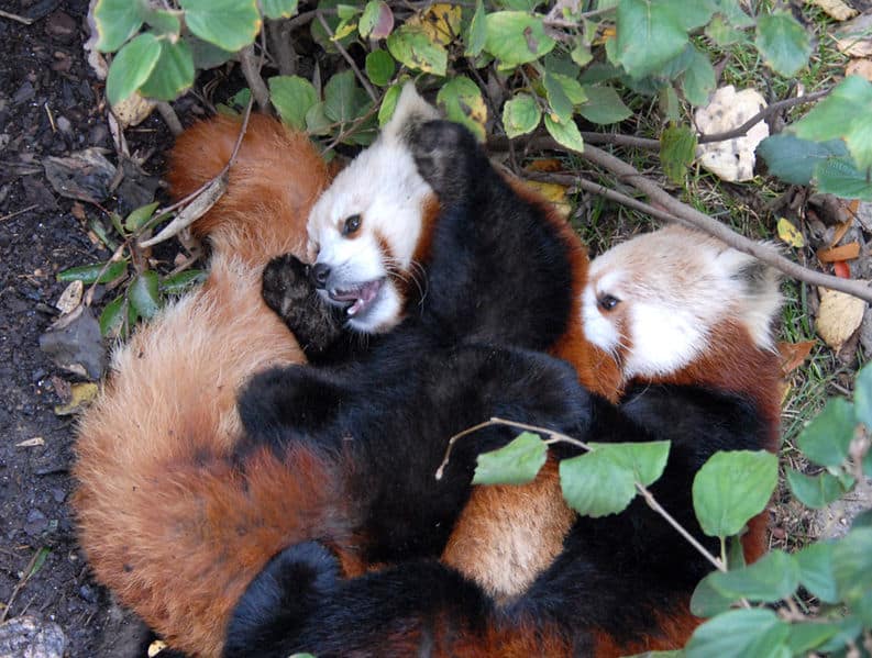 Baby Red Pandas: Adorable Pictures and Surprising Facts