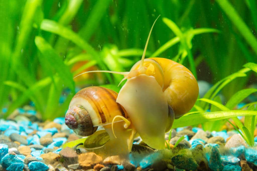 The 17 Best Tank Mates to Pair With Shrimp