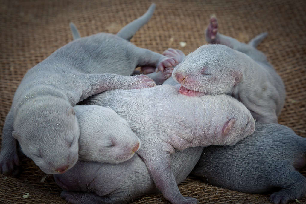 Baby Mink: 10 Adorable Pictures and 9 Incredible Facts