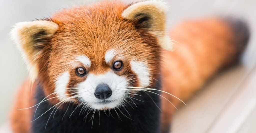 Baby Red Pandas: Adorable Pictures and Surprising Facts