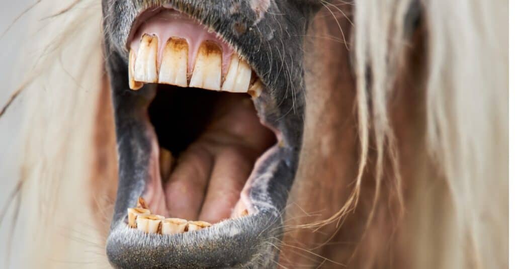 The Complete List of the 35 Animals With the Biggest Lips