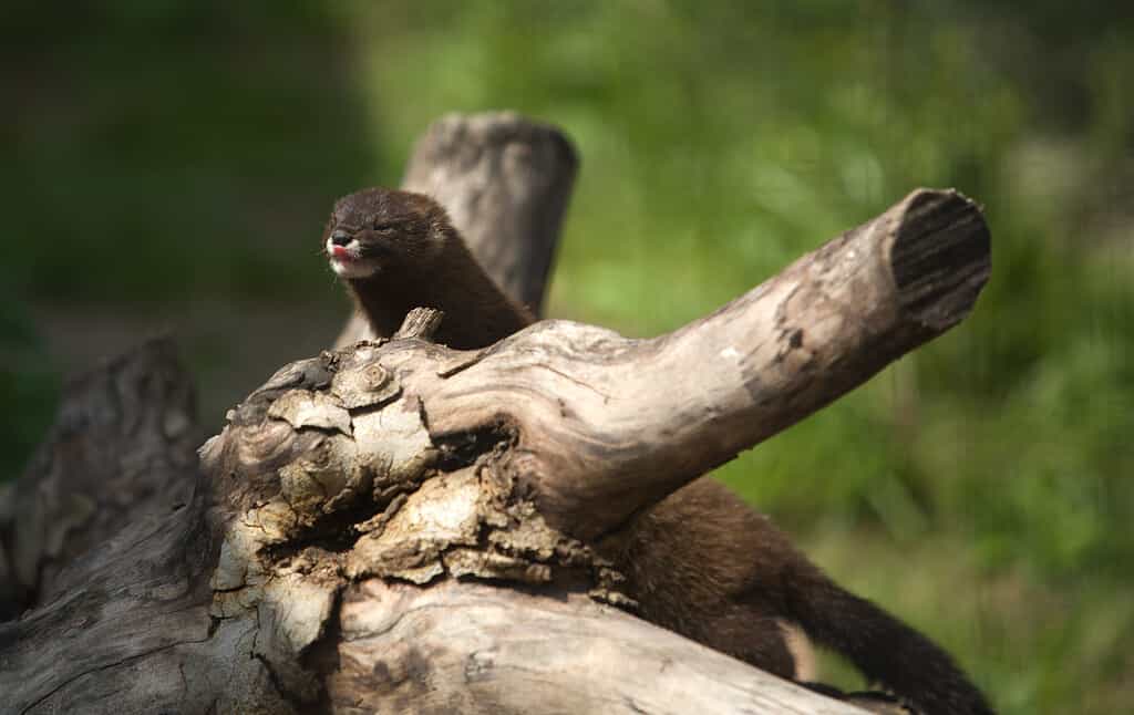 Baby Mink: 10 Adorable Pictures and 9 Incredible Facts