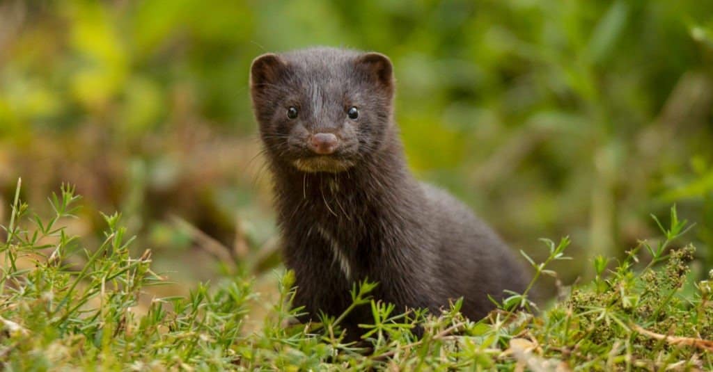 Baby Mink: 10 Adorable Pictures and 9 Incredible Facts