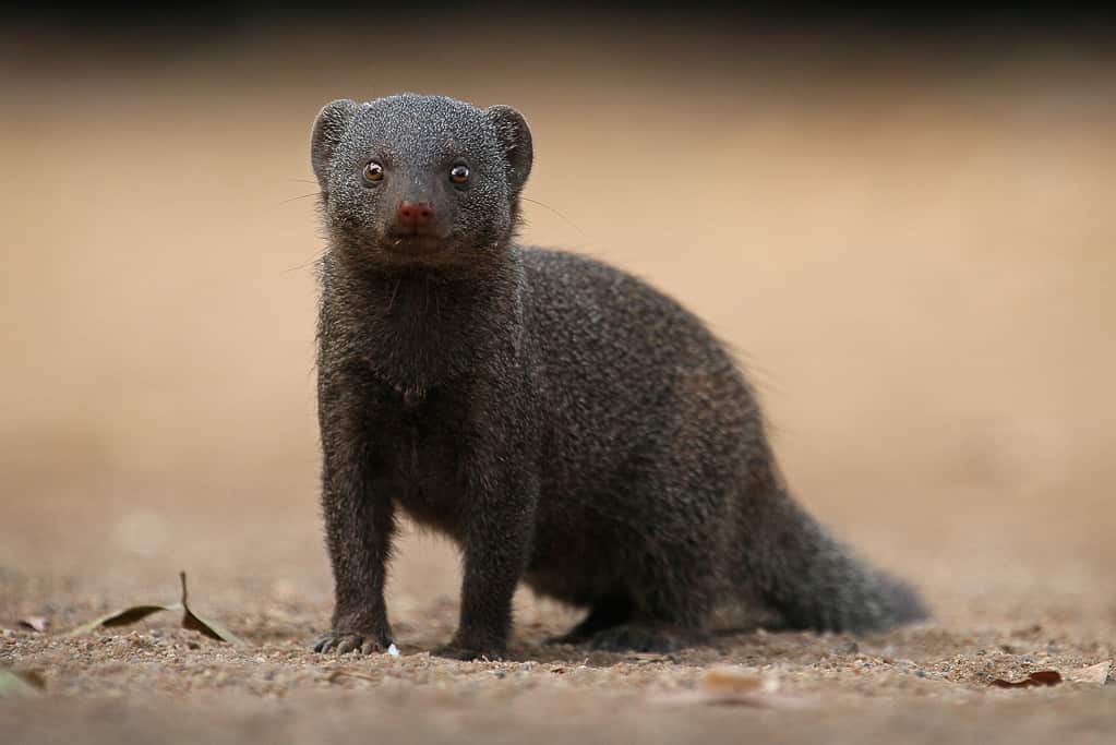 The Top 10 Animals With the Smallest Eyes