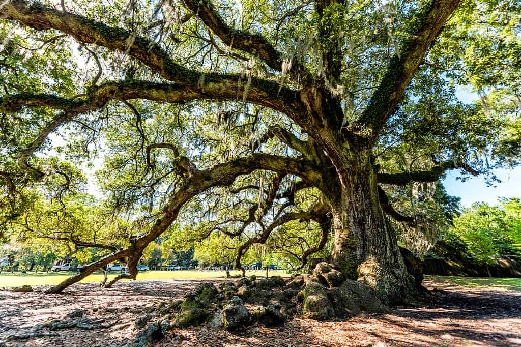 The largest city parks in louisiana