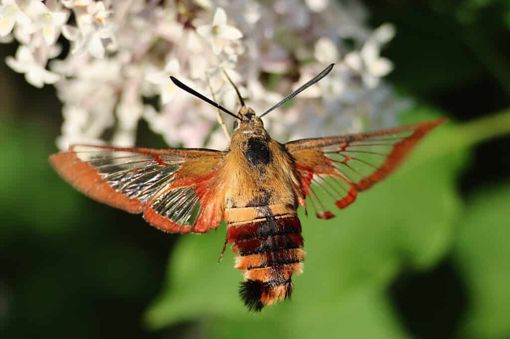 5 Moths That Look Like Hummingbirds and How to Identify Them