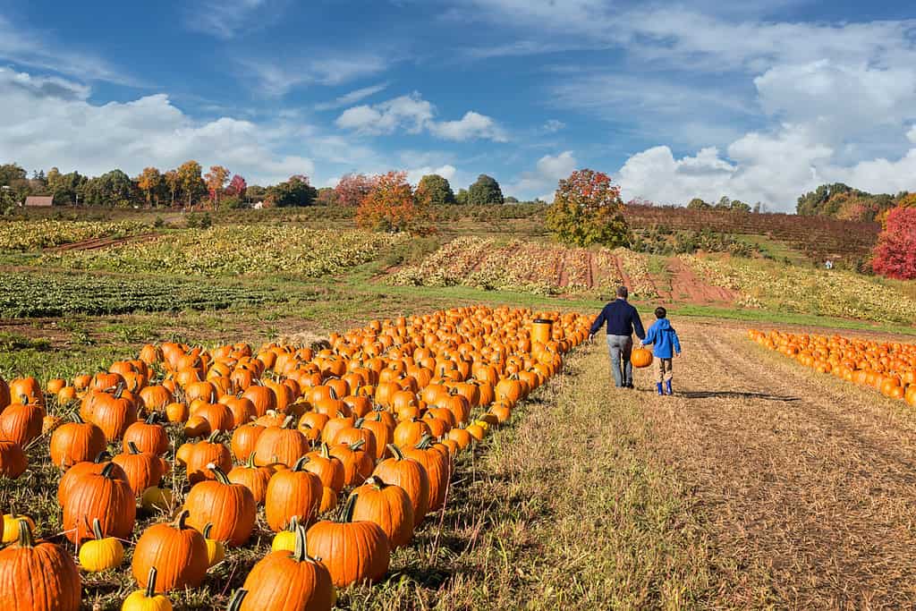 Explore the 30 Best Pumpkin Patches in Georgia To Experience Autumn