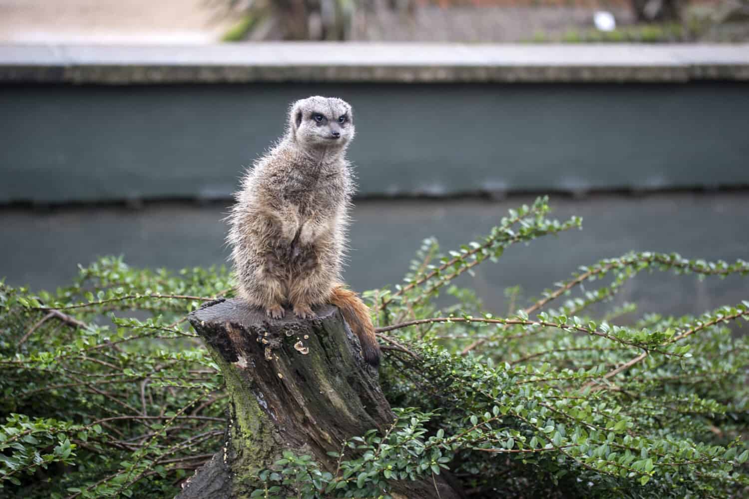 Discover the 7 Largest Zoos in England (And the Ideal Time to Visit Each)