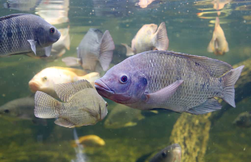 How to Stock a Pond with Fish: 5 Important Steps to Follow