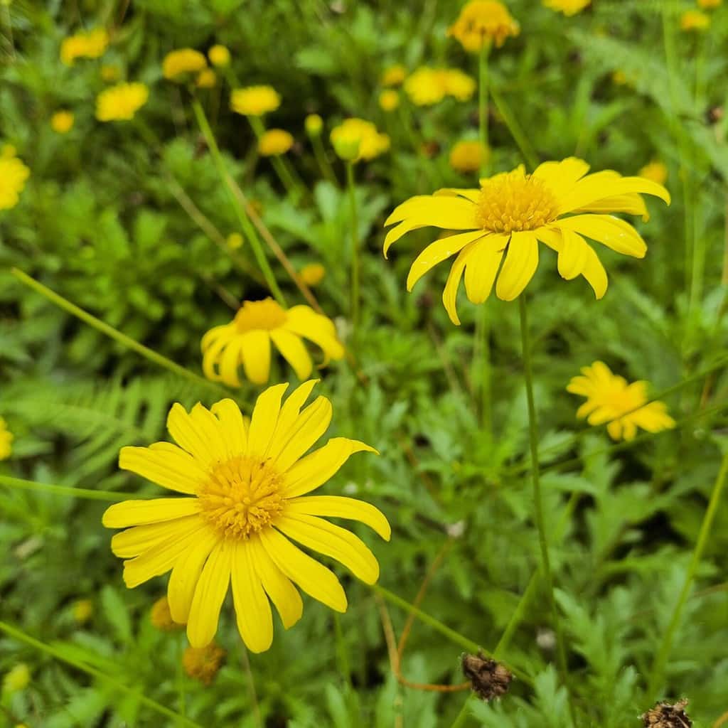 The 10 Most Colorful Fall-Blooming Flowers in Michigan