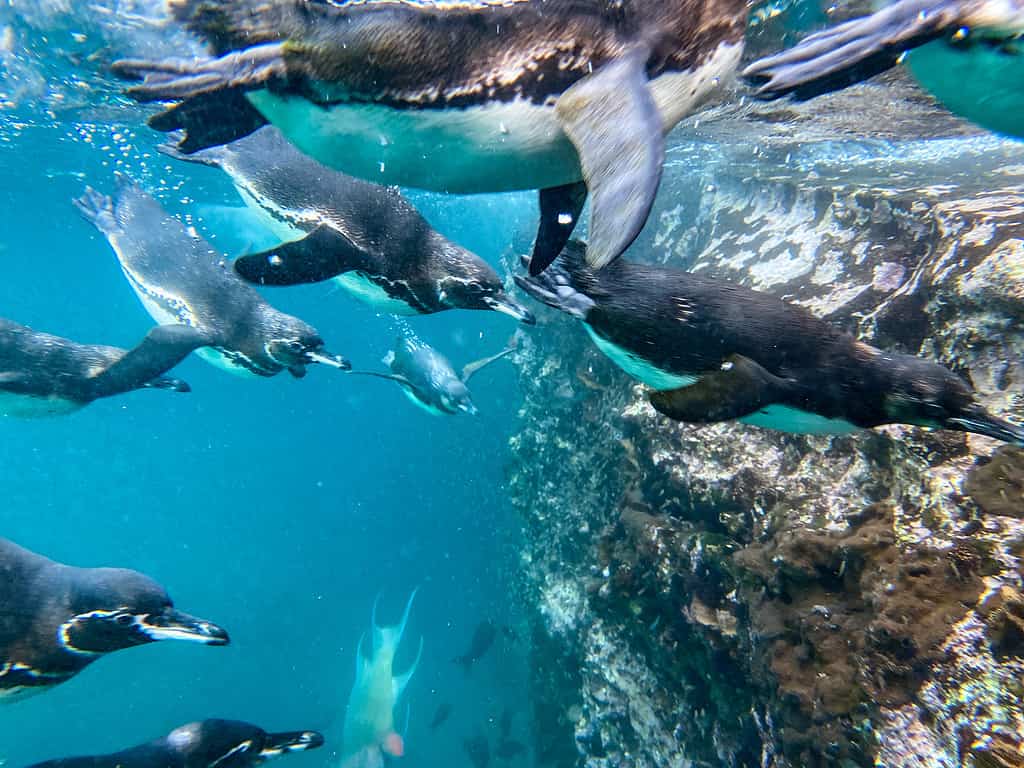 Discover How Fast Penguins Can Swim: Top Speeds and Interesting Facts!