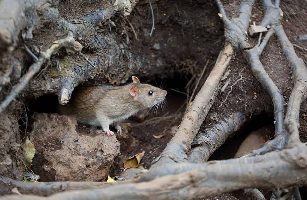 Why Do Rats Even Exist? Discover Their Purpose in the Environment