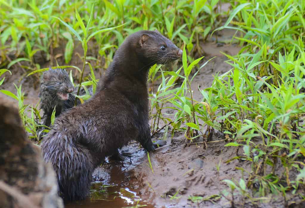 Baby Mink: 10 Adorable Pictures and 9 Incredible Facts