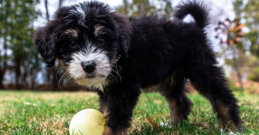 Bernedoodle Temperament: Do They Make Good Family Dogs?