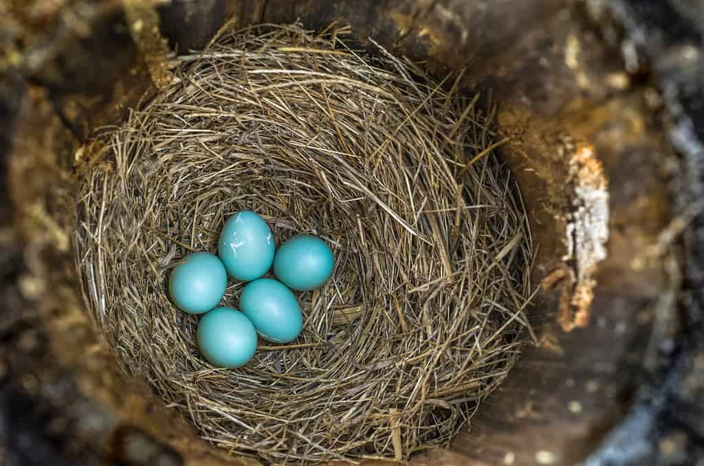 What Do Baby Snakes Eat? Discover 40 Common Foods