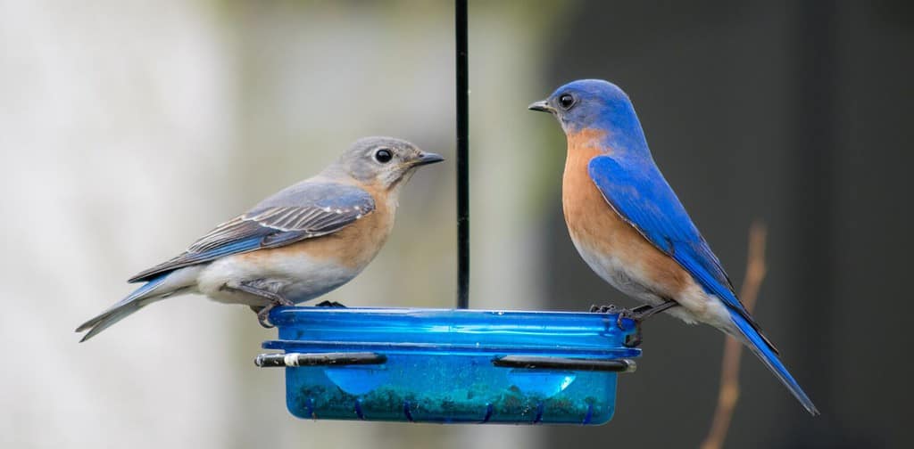 7 Things Scaring Bluebirds Away From Your Yard