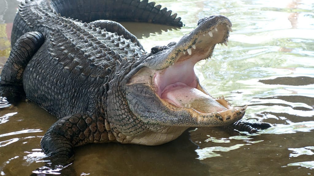 How Many Alligators Live in Caddo Lake in Texas?