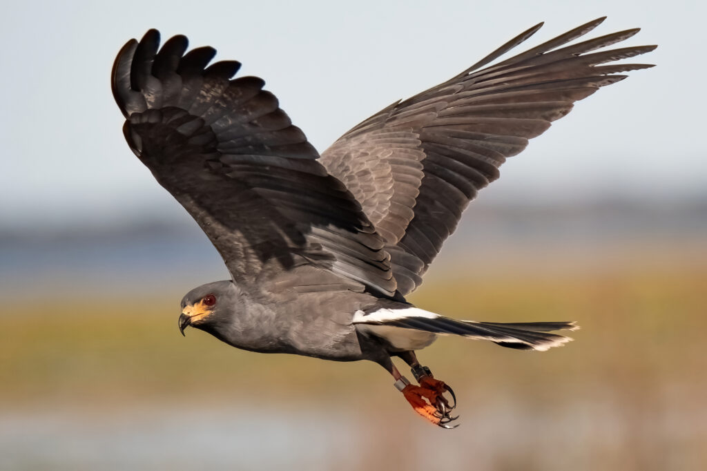 Discover 11  Birds of Prey that Patrol the U.S. Skies