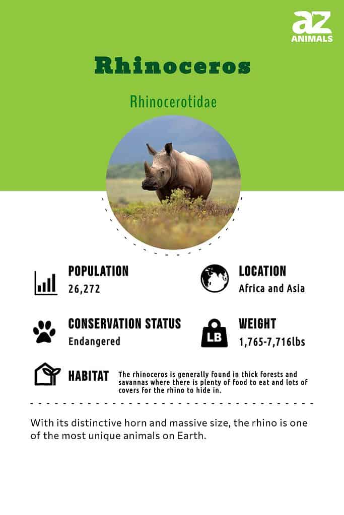 Discover the 4 Countries Where the Most Rhinos Live