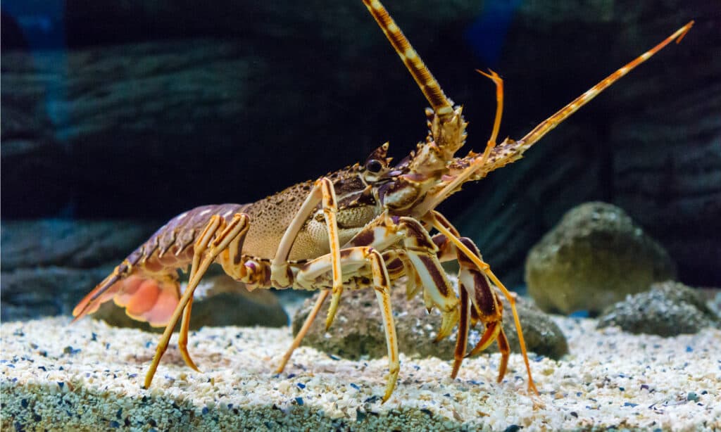 Do Lobsters Mate for Life? 5 Amazing Facts About These Amazing Creatures